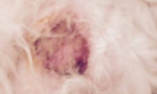 Tenue des chiens en laisse dans le parc de la petite ceinture 75013 PARIS