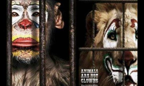 Contre les cirques avec des animaux à Toulouse