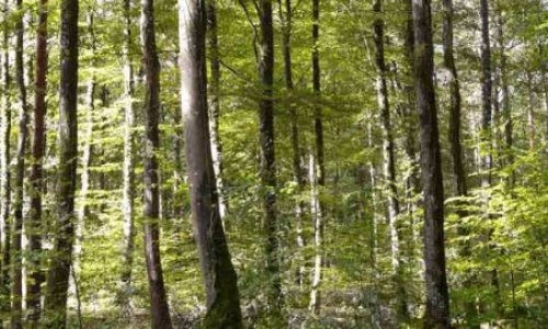 Ensemble, protégeons le bois de Kermarquer !