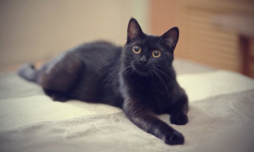 Justice pour le pauvre chat jeté contre un mur et euthanasié après une dispute conjugale !