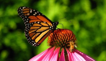 Semaine pour les alternatives aux pesticides 7ème édition