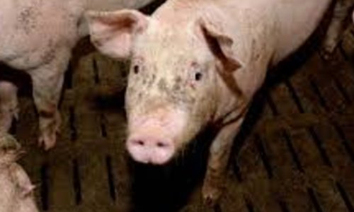 Poème : c'est çà, un abattoir