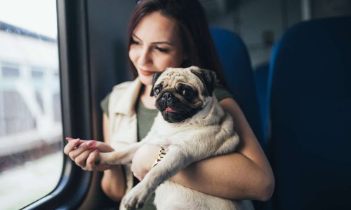 WC dans les gares interdits aux propriétaires de chiens ?