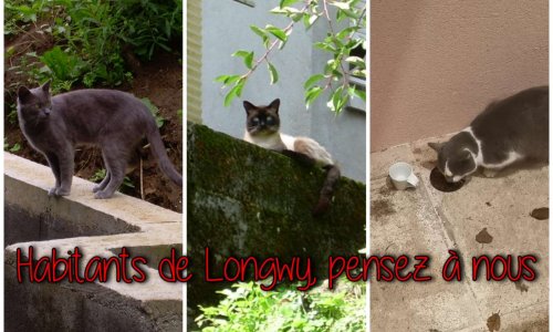Municipales 2020 : entendons les miaulements des chats errants du bassin longovicien