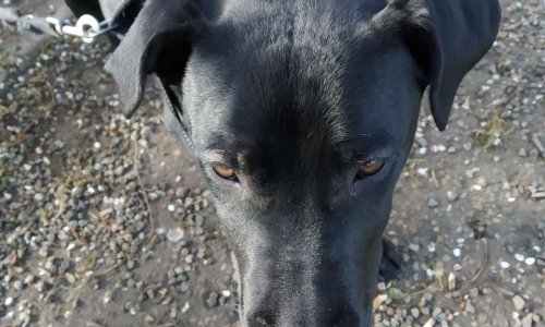 Centre d'hébergement acceptant les animaux