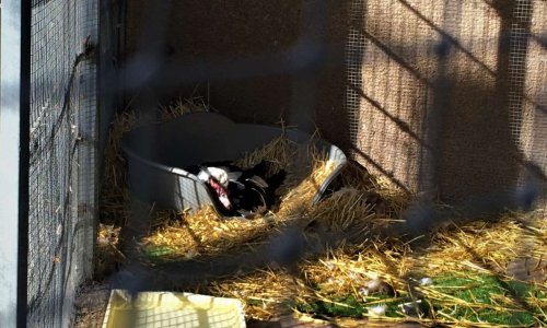 Amélioration des conditions de détention des animaux du jardin Olbius Riquier