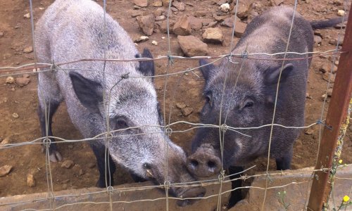 AIDEZ-NOUS À SUSPENDRE LES ARRÊTÉS D’ABATTAGE QUI PÈSENT SUR CHARLOTTE ET VICTOR !