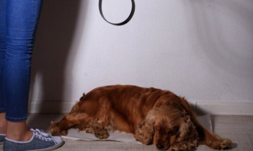 Non à la maltraitance animale !