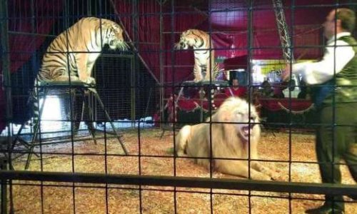 Non aux animaux dans les cirques en Guadeloupe