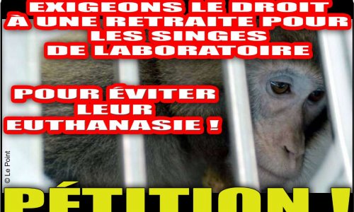 Exigeons le droit à une retraite pour les singes de laboratoire pour éviter leur euthanasie !