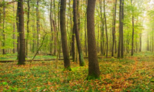 Réchauffement climatique et tempêtes: STOP à l'exploitation du bois !