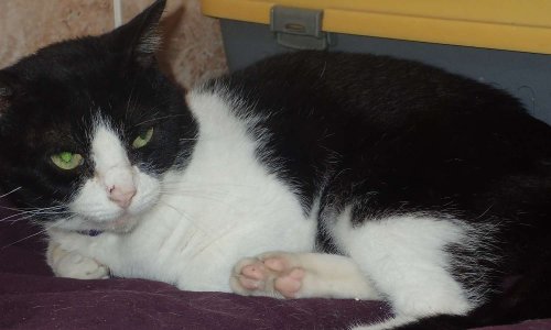 Chaussette