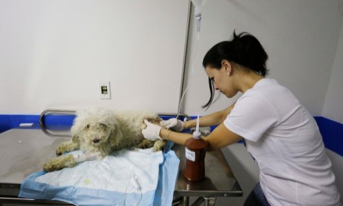 Interdire l'euthanasie de complaisance, aux vétérinaires.