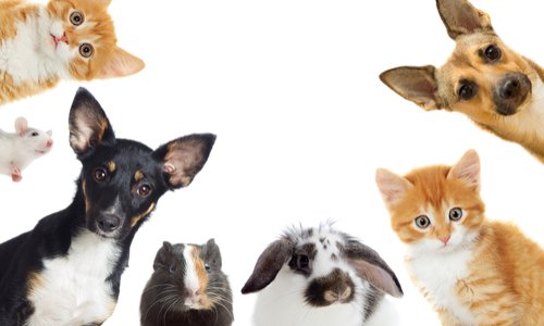 La Société protectrice des animaux qui refuse de prendre en charge des chiens