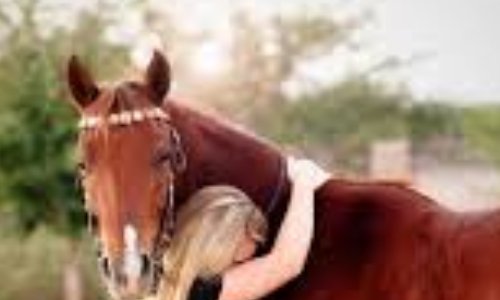 Accès aux chevaux en pension pendant confinement !