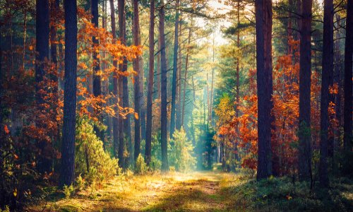 Pour stopper tous les pesticides et produits chimiques !