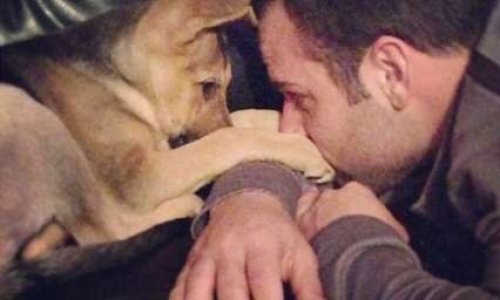 Coronavirus : n'abandonnez pas vos animaux domestiques, ils ne sont pas contagieux !