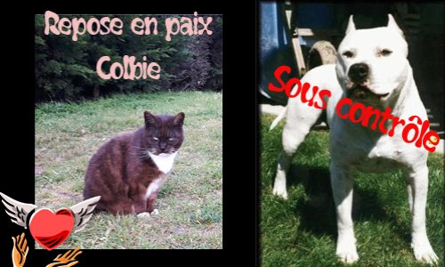 Pour la sécurité des Sablaises et Sablais et pour que Colbie ne soit pas morte gratuitement !