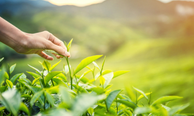 Pour le droit de s'alimenter par la cueillette sans passer par la production économique !