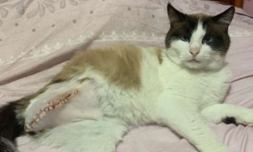 STOP AUX ACTES DE CRUAUTE COMMIS ENVERS LES CHATS D'URUFFE (54112)