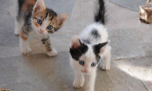 COVID-19 : LE GOUVERNEMENT DOIT ENTENDRE LES DEMANDES DES ASSOCIATIONS DE PROTECTION ANIMALE !