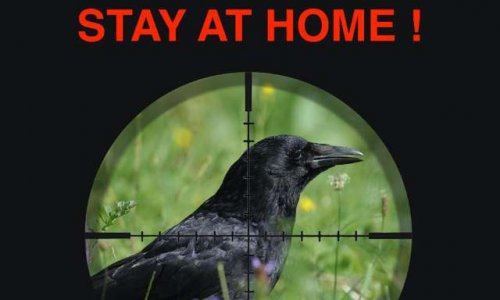 ⚠ CORONAVIRUS - EN PLEIN CONFINEMENT, LA SEULE CHASSE AUTORISEE : LA CHASSE AUX CORVIDES !