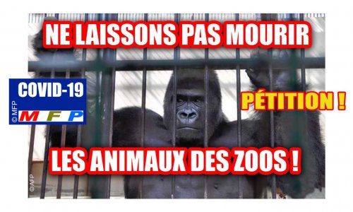 COVID-19 : Ne laissons pas mourir les animaux des zoos !