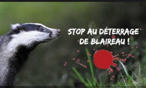 Vénerie sous terre : Non à la période complémentaire en Meurthe et Moselle, non aux périodes de chasse étendues !