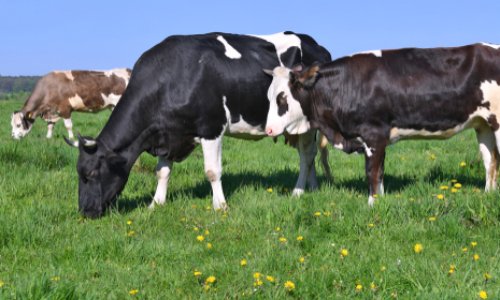 Pour le maintien des marchés de plein vent de Haute-Garonne pour une alimentation fraîche et locale, et un soutien aux producteurs !
