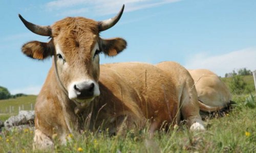 Pour le maintien des marchés de plein vent d'Ariège : pour une alimentation fraîche, locale et un soutien aux producteurs !