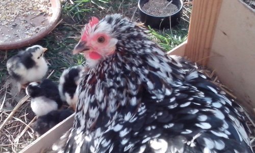 Soutenir les petits producteurs locaux par le maintien des marchés !