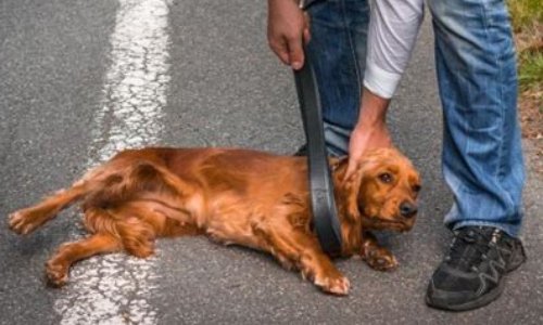 Création d'une Fédération afin de contrer les lobbys de la cruauté animale.