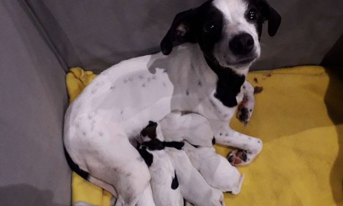 SOS : enlèvement d'un chiot non sevré !