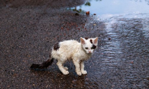 Pouvoir nourrir les animaux situés à plus d'une heure et à plus d'un km de son domicile.