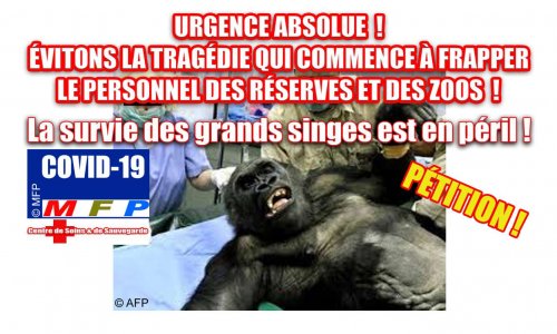 Covid 19 : Urgence absolue ! Évitons la tragédie qui commence à frapper le personnel des réserves et des zoos !