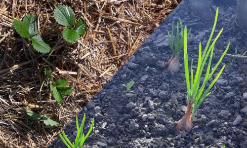 LA SEMENCE : une première nécessité pour la SURVIE