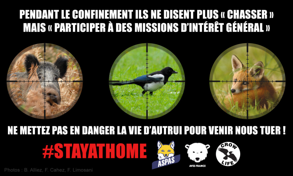 ARNAQUES AU CONFINEMENT :  STOP AUX DÉROGATIONS POUR LES CHASSEURS !
