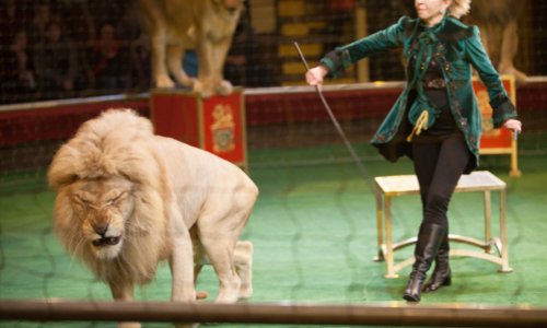 Contre la présence d'animaux dans les cirques !