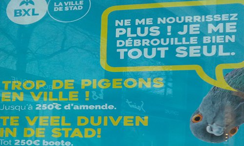 Bruxelles : Non à la régulation des pigeons par famine imposée. Oui à la régulation douce