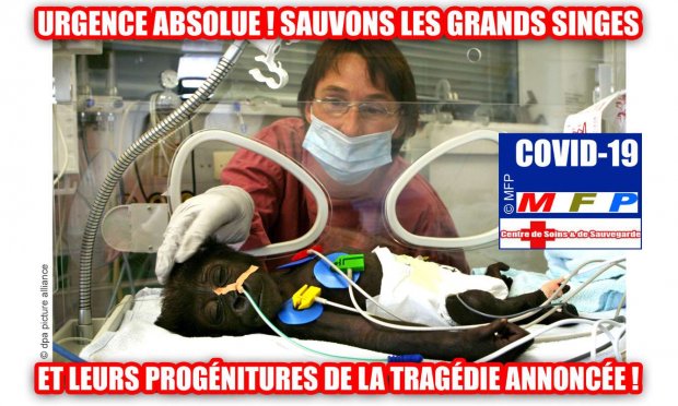 COVID-19 : URGENCE ABSOLUE ! SAUVONS LES GRANDS SINGES ET LEURS PROGÉNITURES DE LA TRAGÉDIE ANNONCÉE !
