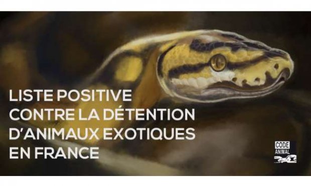 Contre la détention des animaux sauvages chez les particuliers : la Liste Positive !