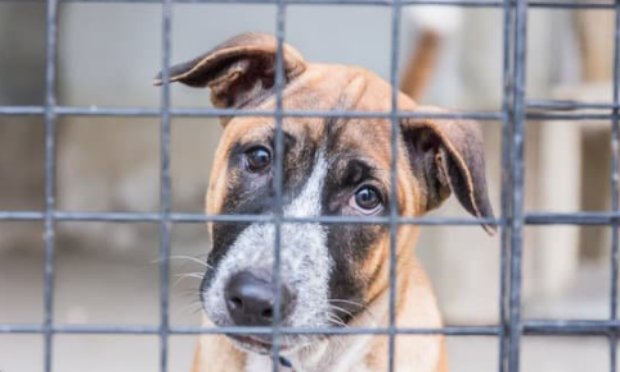 EVITONS UNE VAGUE MASSIVE D’EUTHANASIES : LES ADOPTIONS DOIVENT REPRENDRE !