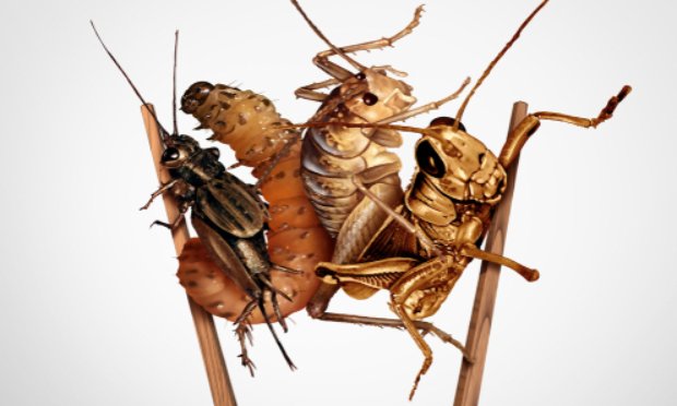 Pour empêcher les ventes d'insectes !