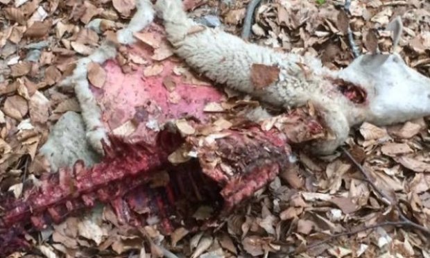 Stop aux loups ! Protection des bergers, des éleveurs, de la filière ovine et des troupeaux !