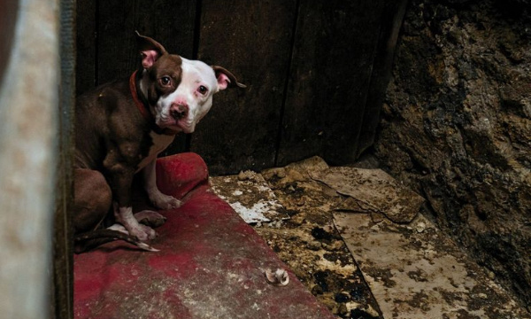 Interdire l'élevage, la vente, le commerce, la reproduction, l'importation et l'exportation, et tout croisement des chiens molossoïdes