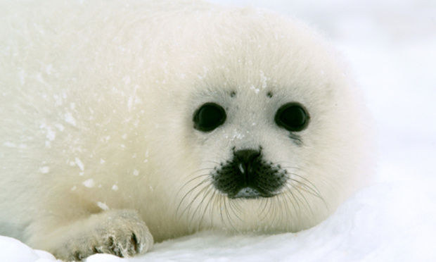 Arrêt de la chasse aux bébés phoques
