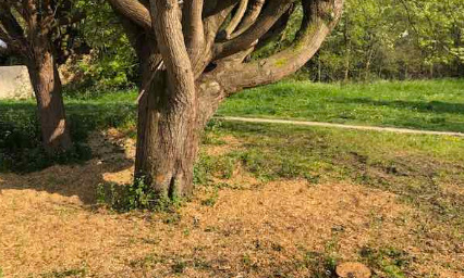 Sauvons les tilleuls !