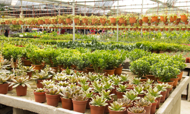 Pour l'ouverture des pépinières et le droit de vendre leur production de plantes et arbustes par les pépiniéristes