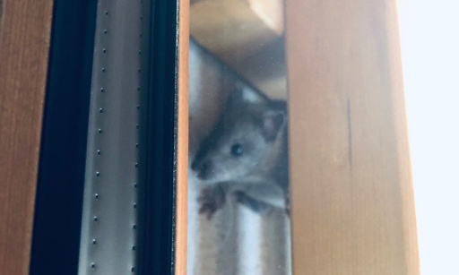 Retrait des palissades de bois des maisons collectives et individuelles