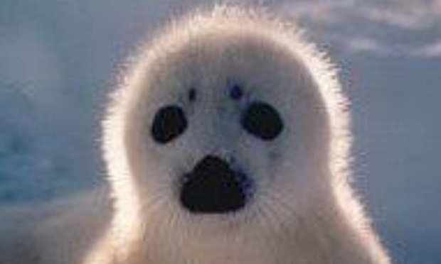 Poème en soutien à la pétition de Maud contre le massacre des bébés phoques: 